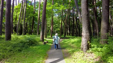 Walking Through the Lush Green Forest from Behind Vidéo 330719702