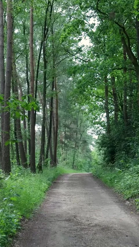 Walking through a lush green forest path during springtime Vídeo Stock 347019958