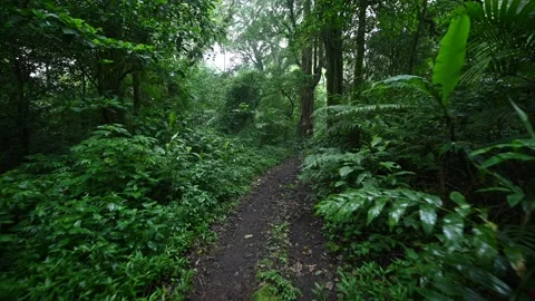 Walking Through Lush Green Jungle forest by pathway Stock Footage 235701859