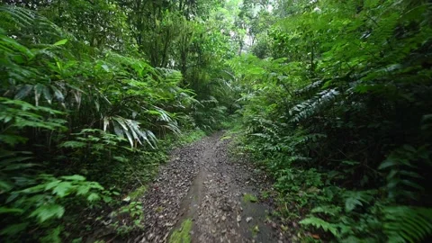 Walking Through Lush Green Jungle forest by pathway Stock Footage 235701891