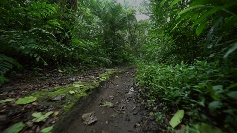 Walking Through Lush Green Jungle forest by pathway 库存影片 236181812