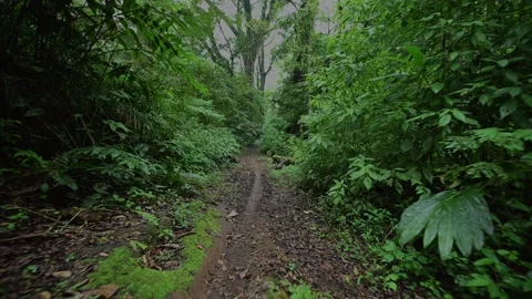 Walking Through Lush Green Jungle forest by pathway Stock Footage 236630925