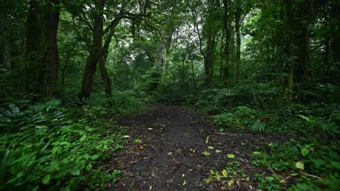 Walking Through Lush Green Jungle forest by pathway Stockbeeldmateriaal 236692353