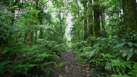 Walking Through Lush Green Jungle forest by pathway 库存影片 236692554