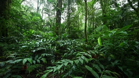 Walking Through Lush Green Jungle forest by pathway Stock Footage 236692729