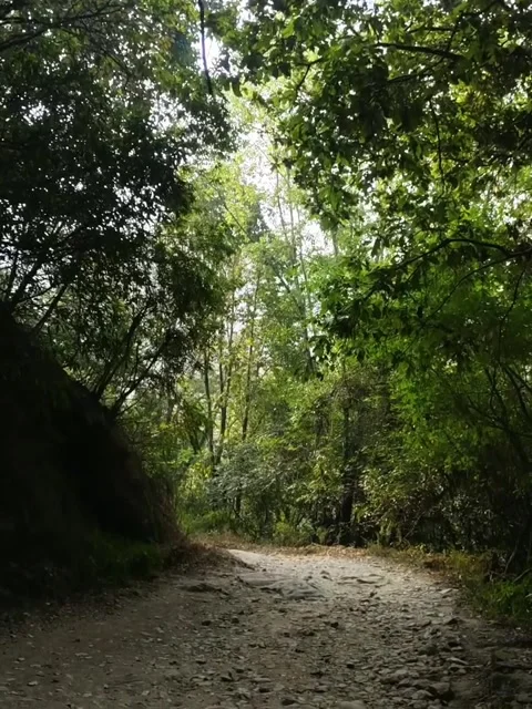Walking Through a Lush Green Jungle Path 库存影片 341317855