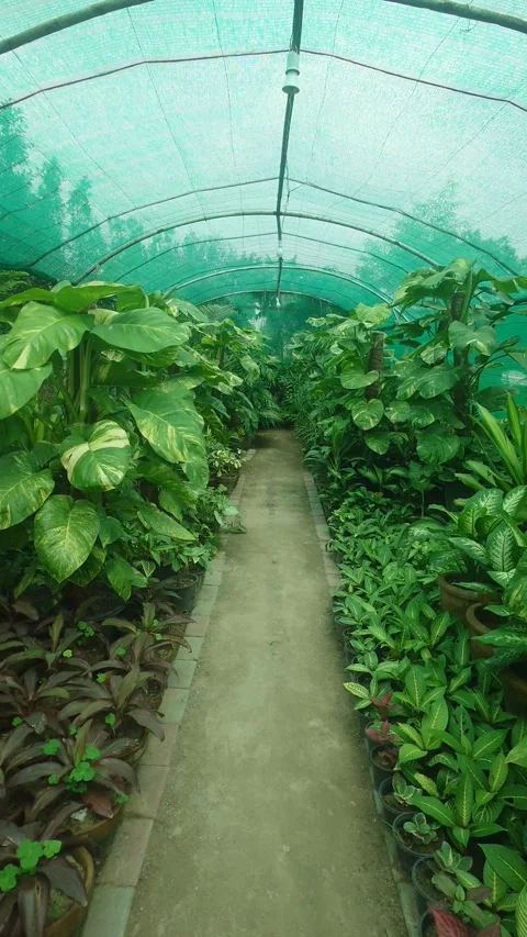 Walking Through A Lush Green Nursery Tunnel With Tropical Plants Stock Footage 344286776