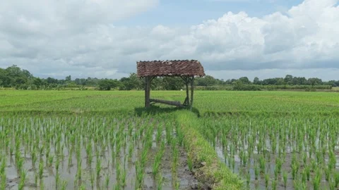 Walking through a lush green rice paddy field in rural java Video stock 328920982