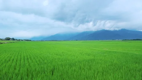 Walking through lush green  rice fields in East Longitudinal Valley,Taiwan Видео 345893456