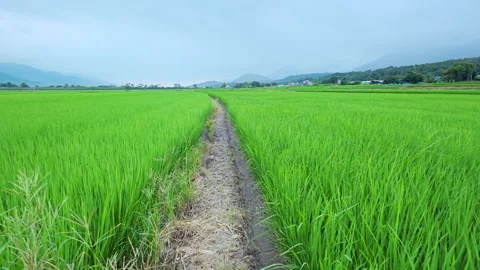 Walking through lush green  rice fields in East Longitudinal Valley,Taiwan Видео 345896523