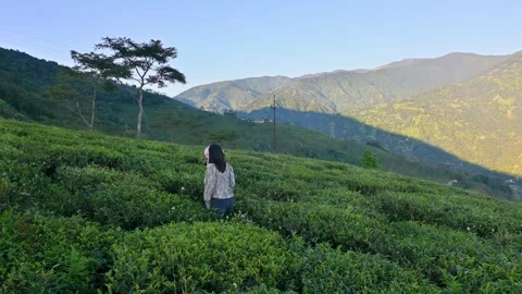 Walking Through Lush Green Tea Gardens in the Mountains Stock Footage 340092697