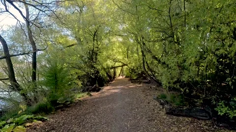 Walking through lush green tree covering dirt track at Queenstown Trail Stock Footage 273951936