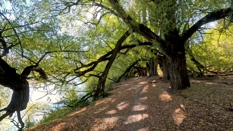 Walking through lush green tree covering dirt track at Queenstown Trail Stock Footage 273951998