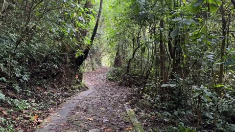 Walking Through Lush Jungle Trail, Green Tropical Forest, Tracking Shot Stock Footage 324773728