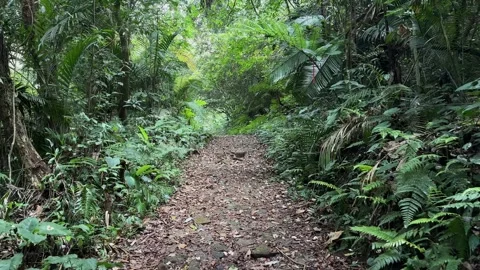 Walking Through Lush Jungle Trail, Dense Tropical Forest, POV Tracking Shot Stock Footage 324790345