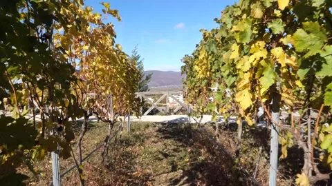 Walking through lush vineyards during an Autumn season on a sunny day. Stock-Footage 295229163