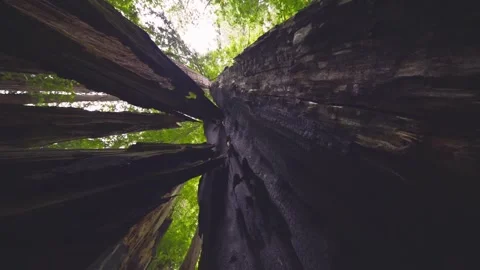 Walking through the magnificent old-growth forest of the Tall Trees Grove trail Stock Footage 332412698