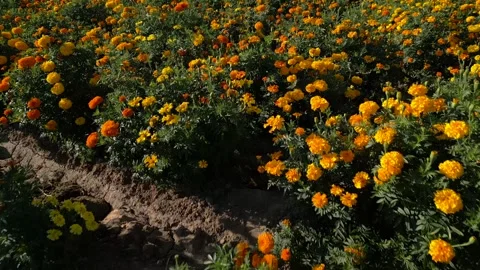 Walking through a marigold field with orange and yellow petals Stock Footage 341999677