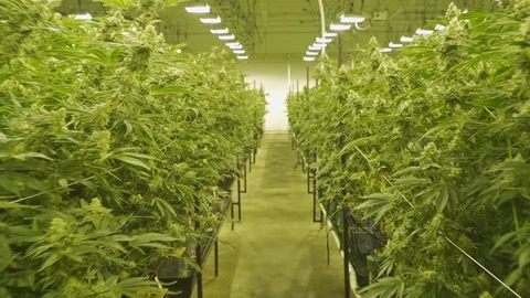 Walking Through Marijuana Plants Cannabis Stock Footage