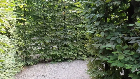 Walking through a maze pov Stock-Footage 247330142