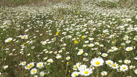 Walking through meadow with wild flowers and chamomile, slow motion Stock Footage 132008561