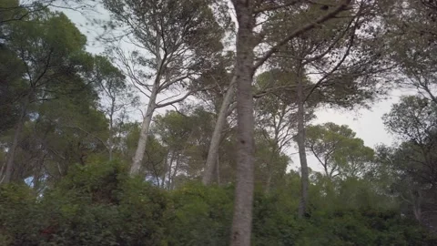 Walking through the mediterranean forest Video stock 159977427