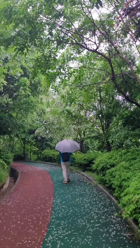 Walking Through Metasequoia Path in the Rain Stock Footage 330380552