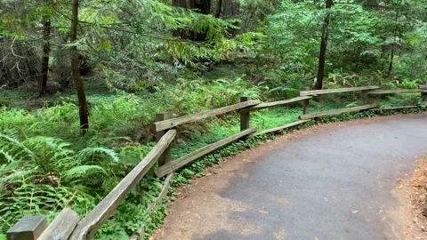 Walking through Mill Valley National Monument Stock Footage 202294514