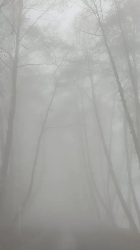 Walking Through a Misty Forest Stock Footage 324850659