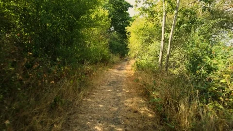 Walking through Monks Wood, high bushes, dappled sunlight Видео 344992758