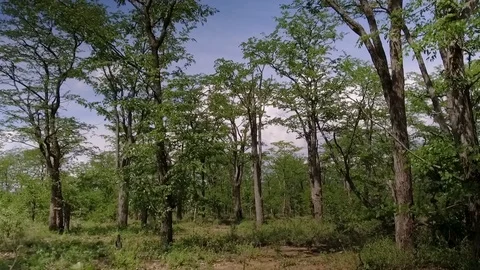 Walking through Mopani trees in Zimbabwe Video stock 103550157