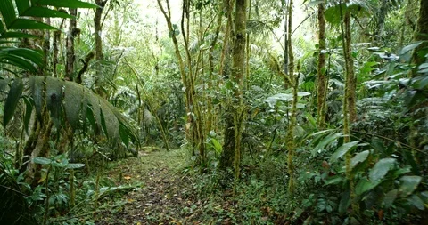 Walking through mossy montane rainforest, fresh after a rainstorm,  Stock Footage 123556185