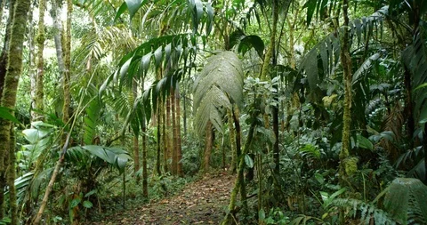 Walking through mossy montane rainforest, fresh after a rainstorm,  Stock Footage 123556218