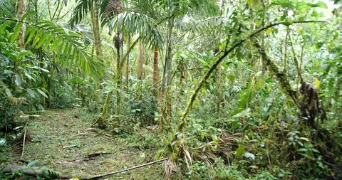 Walking through mossy montane rainforest, fresh after a rainstorm,  Stock Footage 123556328