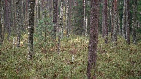 Walking through mossy pine trees in the wild. Beautiful pine woods and green Stock Footage 144795310