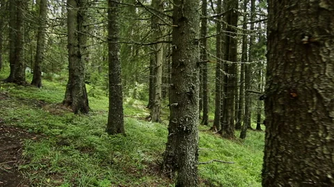 Walking through mountain forest, steady cam shot. POV Stockbeeldmateriaal 41544700