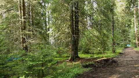 Walking through mountain forest, steady cam shot. POV Stockbeeldmateriaal 41546262