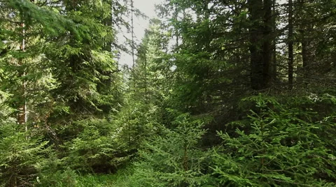 Walking through mountain forest, steady cam shot. POV 스톡 동영상 41548657