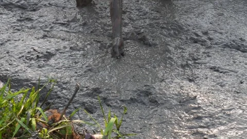 Walking Through Mud Stock Footage 311717696