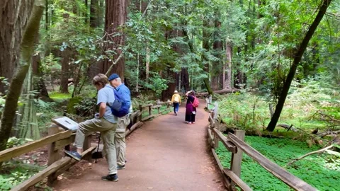 Walking through Muir Woods Stock Footage 202294675