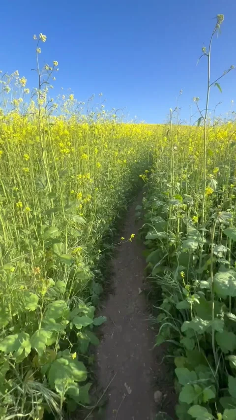 Walking Through Mustard Flower Path Vertical POV Stock Footage 331829064