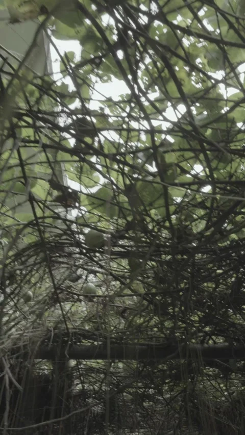 Walking through a mysterious dark and haunted forest. trees hanging vine Stock Footage 311259652