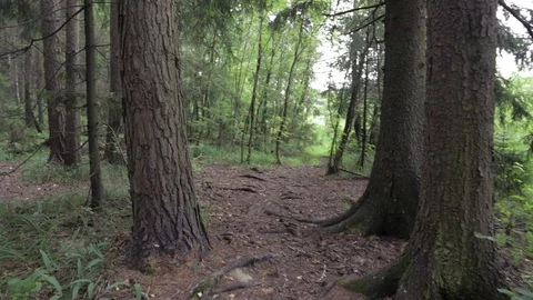 Walking through the mysterious forest. Stock Footage 94070876