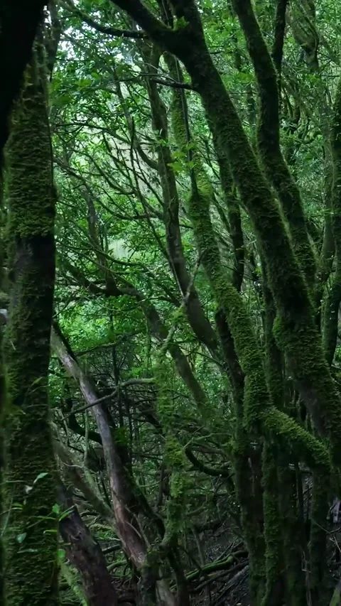Walking through a mysterious mossy laurel forest path Stock-Footage 329865502