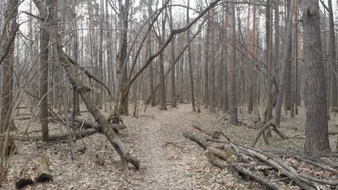 Walking through the naked forest immediately after winter. Stock Footage 108537386