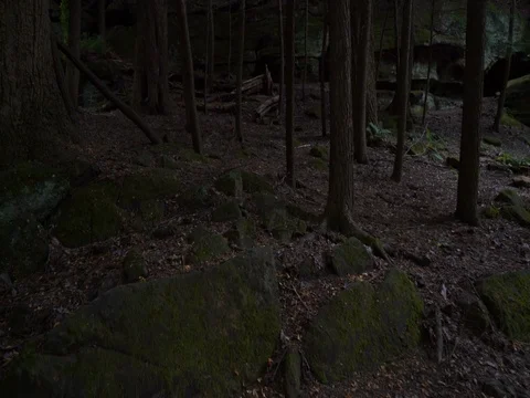 Walking through national park forest towards large rock formation Stock Footage 82674565