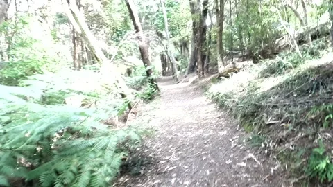 Walking through native forest in NZ Stock Footage 238563258