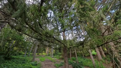 Walking through a natural tree archway into a forrest. Stock Footage 314477484