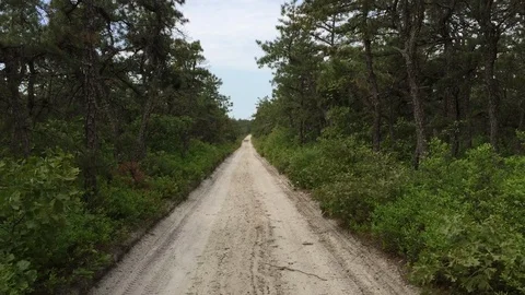 Walking through New Jersey's Pine Barrens Vídeo Stock 90403587