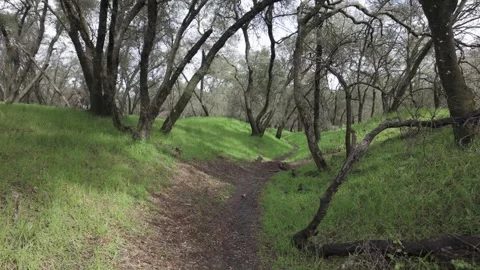 Walking Through Oak Grove in Spring in Slow Motion Stock Footage 333717955